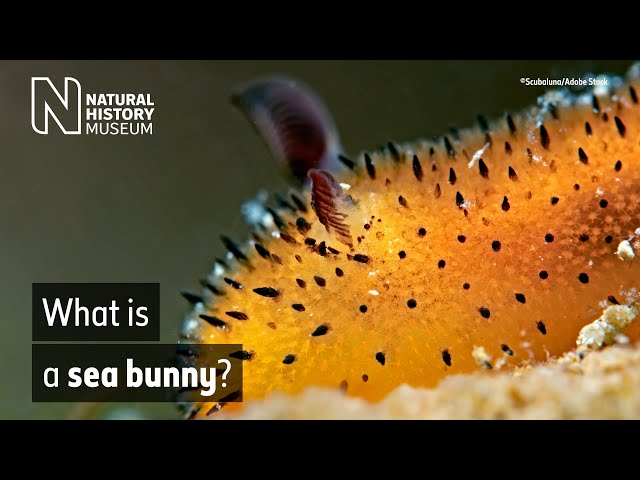 What is a sea bunny? | Surprising Science class=