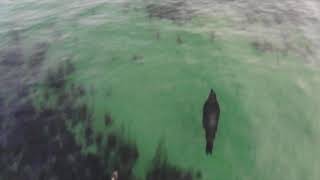 Sea Lions at Bowser Beach by revelutionary media 29 views 3 years ago 2 minutes, 38 seconds