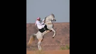 حصاني كان دلال المنايا / خليل البلوشي/اجمل خيال و خيل ❤️🔥