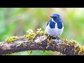 Beautiful Relaxing Music,Peaceful Instrumental Music, &quot;Spring Forest Sound&quot;By Scenic Relaxation