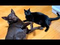 モデル並みの能力を発揮するワンコと黒ヤギ猫。