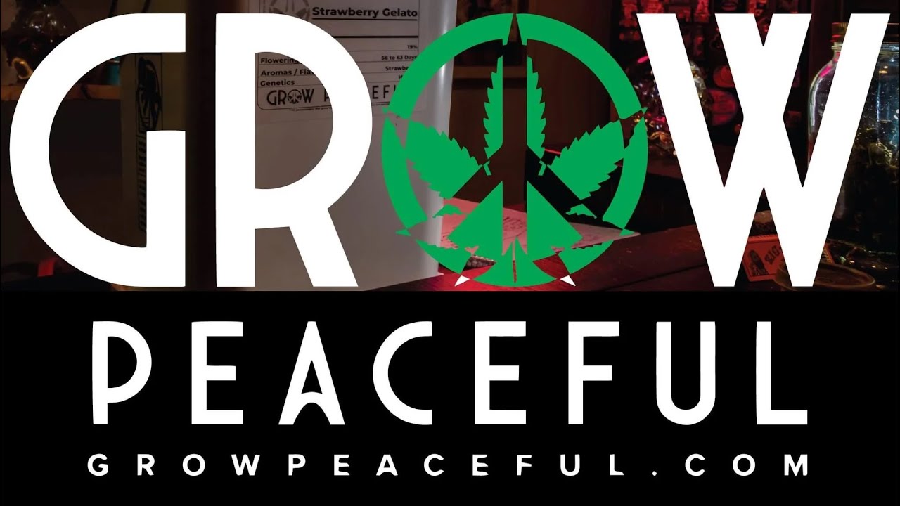 Grow Peaceful - Craven & Banana Purple Punch Day 13 Update