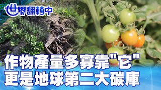 作物產量多寡靠'它' 更是地球第二大碳庫 世界翻轉中 20230219