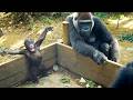 Baby Gorilla wants the Silverback's Attention | Momo & Santaro | Kyoto Zoo