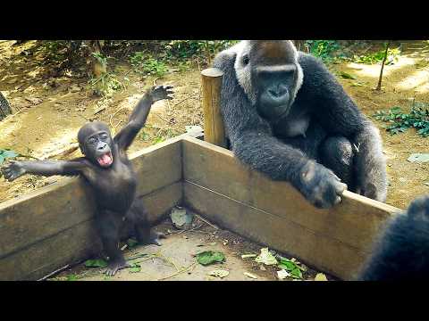 Something About Gorillas ゴリラっぱTV - YouTube