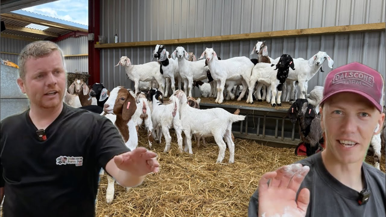 Banter, Bulls & Vet Runs: A Day with the Lads on the Farm