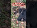 ヒグマに追いかけられたら#北海道#自然#動物#ヒグマ#くま#熊#クマ#ひぐま#bear#animals#wildlife#サホロリゾートベアマウンテン#十勝#新得町#狩猟#ハンティング#罠#捕獲#駆除