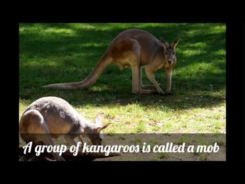 funny-group-names-of-animals