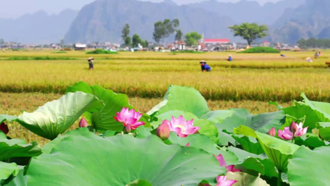 Image result for quÃª hÆ°Æ¡ng