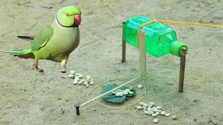 Best Parrot Trap Technology - Creative Simple Parrot Trap Using Water Bottle 350ml