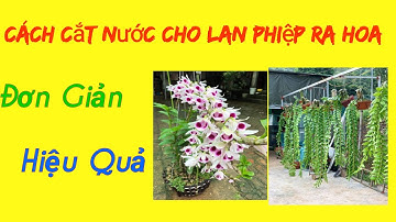 Cách Cắt Nước Cho Lan Phi Điêp Ra Hoa | Hướng Dẫn Cắt Nước Cho Lan Phi Điệp Ra Hoa | Phong Lan TK