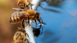 Vorm Flugloch - Wasserstelle Für Durstige Sammlerinnen