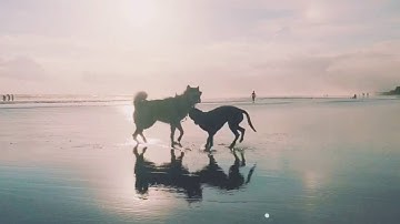 VUE: the coolest video editor with killer filters