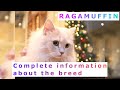 Ragamuffin or Liebling. Pros and Cons, Price, How to choose, Facts, Care, History