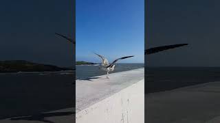 Чайка #shorts #song #песня #ocean #lighthouse #island #ireland #flight