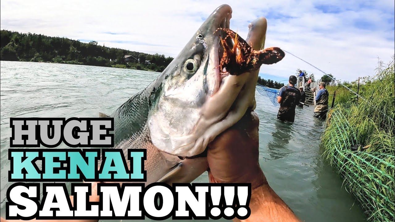 Fly Fishing For SOCKEYE SALMON in the KENAI RIVER! (Alaska!)