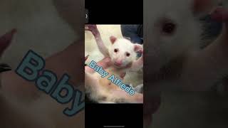 Baby albino raccoon #albinoanimals #albinoraccon #whiteraccoon #trashpanda #raccoon