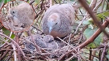 Zebra dove birds Feed the baby in the nest. Ep6 [ Review Bird Nest ]