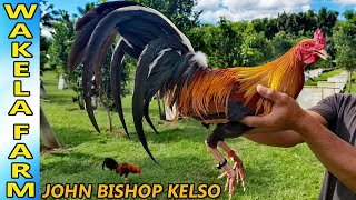 John Bishop Kelso Boston Roundhead - Wakela Farm Big Farm Philippines