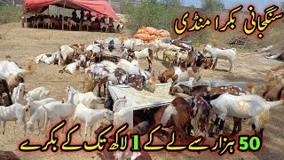 Sangjani Cattle Market Update!! Affordable goats have arrived
