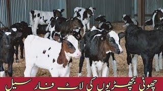 Pure Fresian Jersey Small Heifers For Sale At Ahmar Zaib Dairy Farm Attock