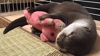 カワウソさくら 超かわいい！ぬいぐるみをぎゅーしないと寝られない！ Otter sleeping with a stuffed doll