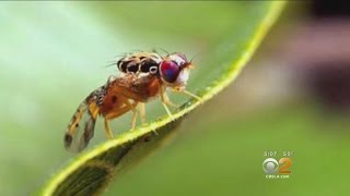Medfly Quarantine In Effect For Parts Of San Fernando Valley