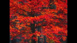 Colourful Indian Summer