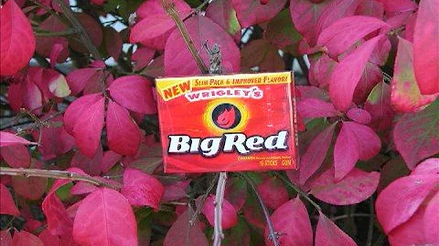 In Search of Big Red at Union