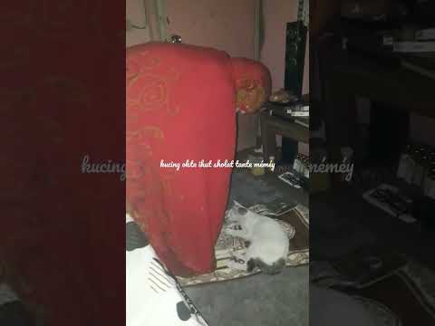 Tante Méméy Sholat Kucing Okta Diem #cat #funny #viral #tante #shorts #kucing