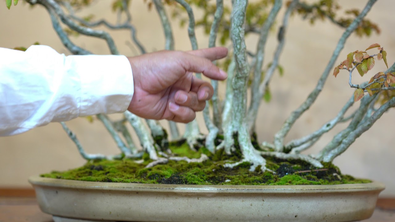 4K] Introducing bonsai in the garden IWASHIDE - YouTube