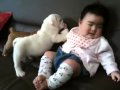 フレンチブルドッグのミルコ #175 ボクの妹にさわるなー