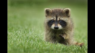 Are raccoons taking up residence in your attic? - Here's what to do