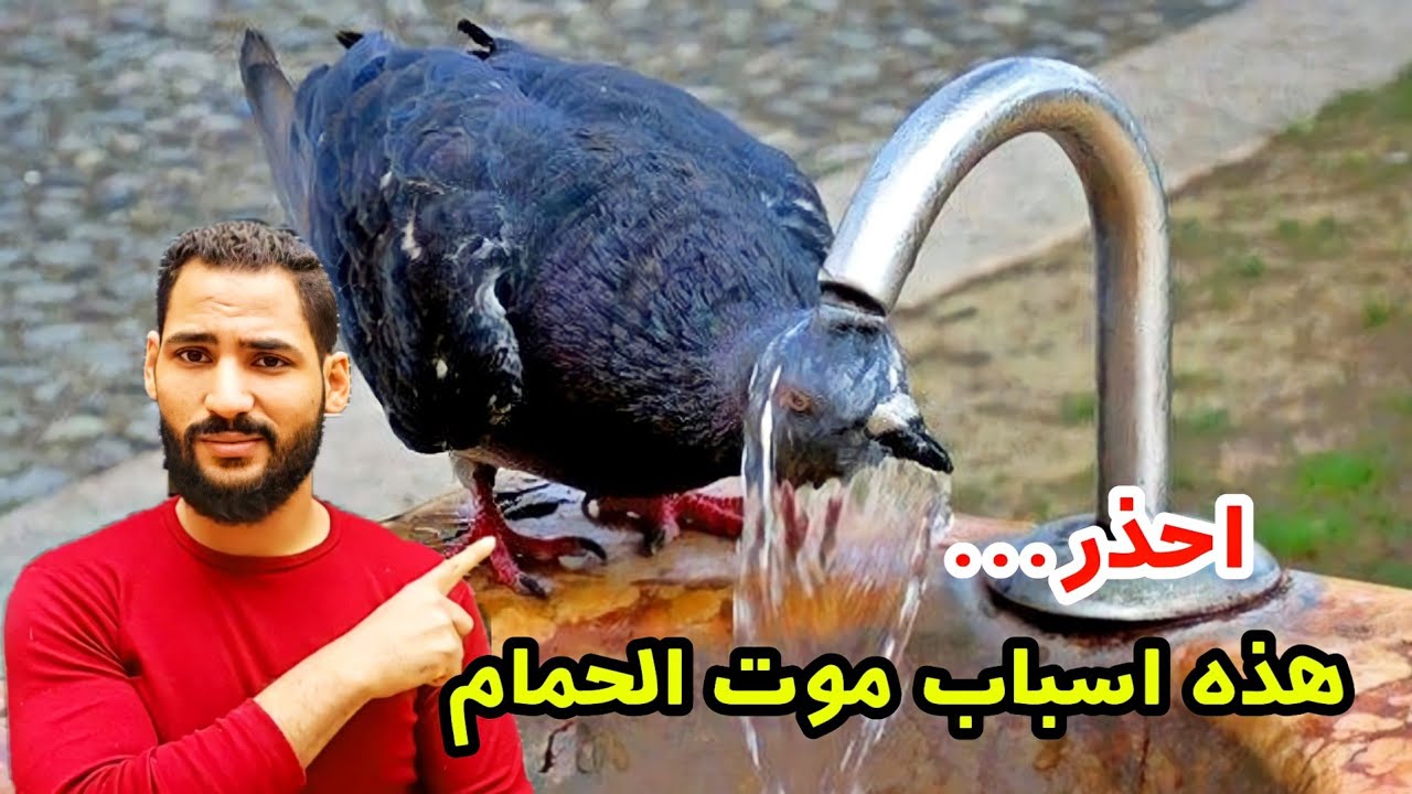 تفادي موت الحمام في الصيف