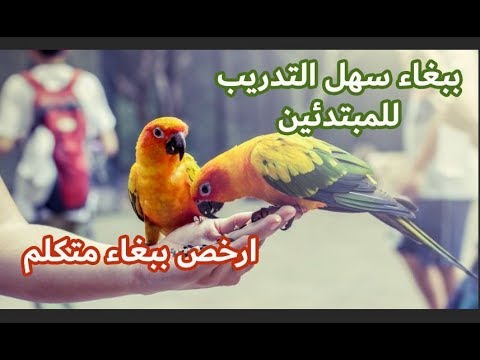 فيديو: وايت امازون الامام