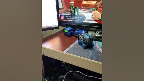 Vector and Boxer out playing...