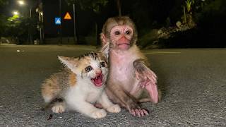 My little monkey helped a lost kitten at night, giving the kitten a home and love.
