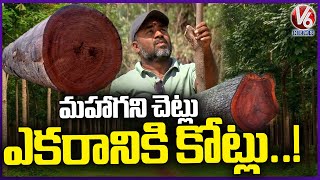 How To Start Mahogany Tree Farming ?  | Mahogany Farming | Most expensive Wood  | V6 News