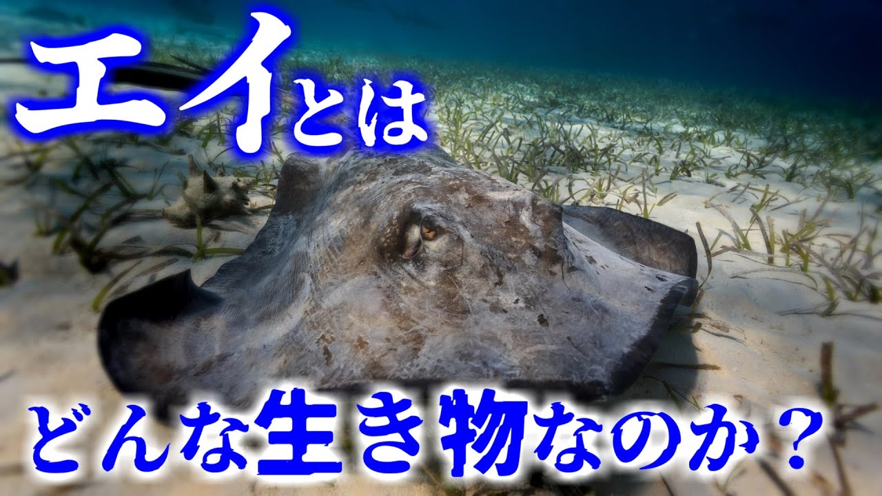 不思議な海底生物⁉実は軟骨魚類でサメの仲間⁉エイの生態を解説【ゆっくり解説】 - YouTube