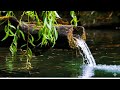 Relaxing Bamboo Waterfall Sounds 🌿 Stress Relief | Deep Sleep &amp; Meditation #relaxingsounds