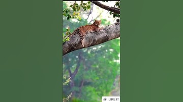 Leopard Sitting On Tree Branch 😃😱 #shorts #viral #leopard #animals