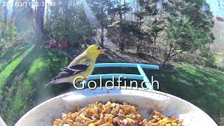 Beautiful Thursday Afternoon at the bird feeder