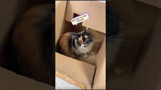 Kitty playing inside the Box😻#cat #funny #shorts #youtubeshorts #viral #trending #love #pets #play