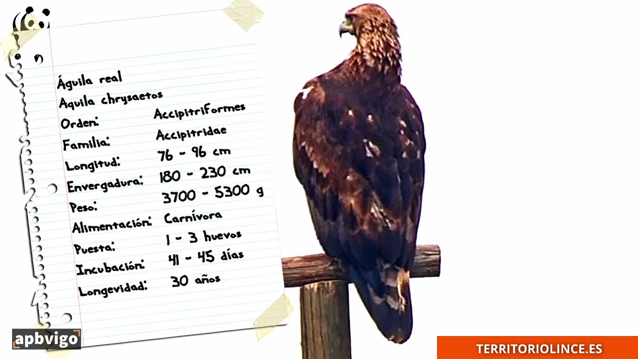 Ficha de aguia real / águila real / golden eagle data sheet. - YouTube