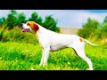 Пойнтер. Собаки от А до Я (DOGS FROM A TO Z)