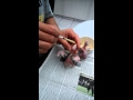 Feeding Cockatiel / voederen valkparkieten