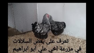 تربية الدجاج السلالات في مزرعة اخي علي ابو ابراهيم
