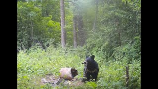 Привада на медведя. Запечатлели медведя на фотоловушку. Охота и рыбалка на Дальнем Востоке.