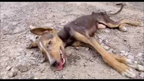 Como o cachorro morre de cinomose?