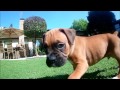 6 week boxer puppy plays